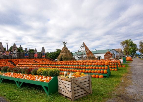 Pumpkin patch with rows of pumpkins