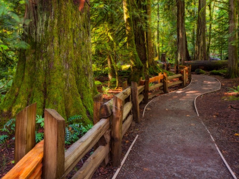 trail through Cathedral Grove Provincial Park, Vancouver Island, BC