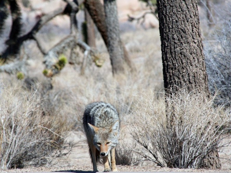 Coyote in Joshua Tree