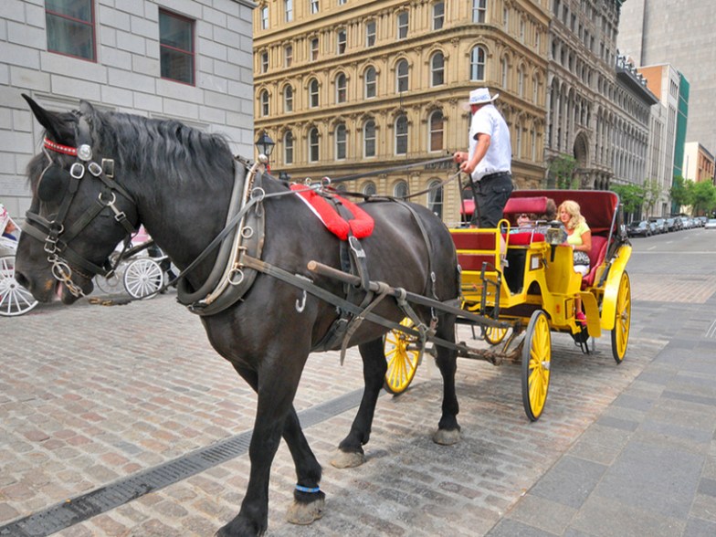 Horse drawn buggy