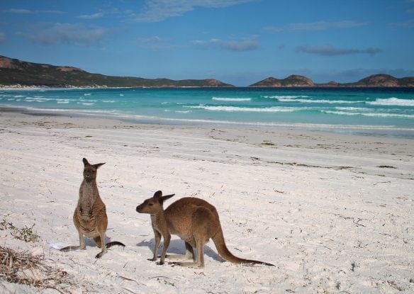kangaroos on a beach