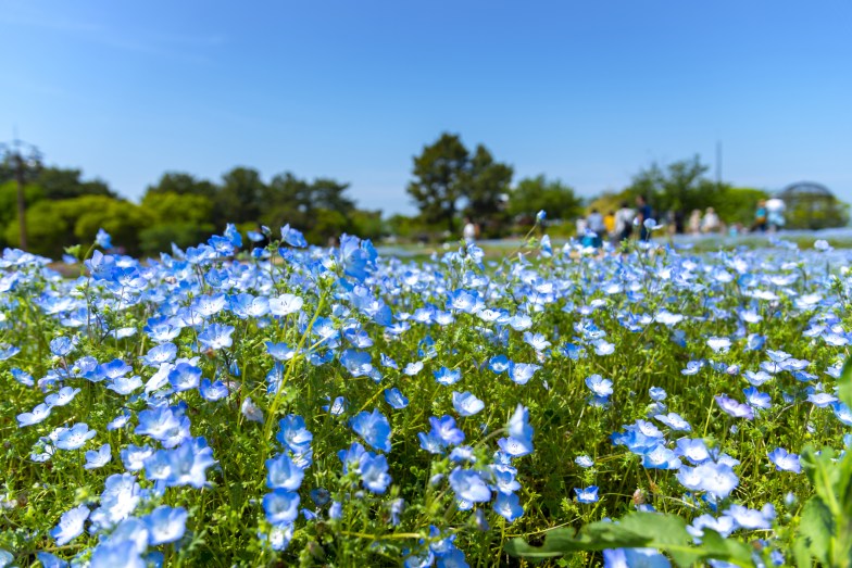 Uminonakamichi Seaside Park, Fukuoka
