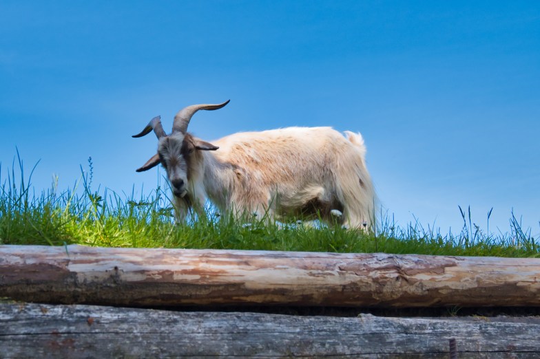 Goats on roof at Old Country Market, Coombs, British Columbia