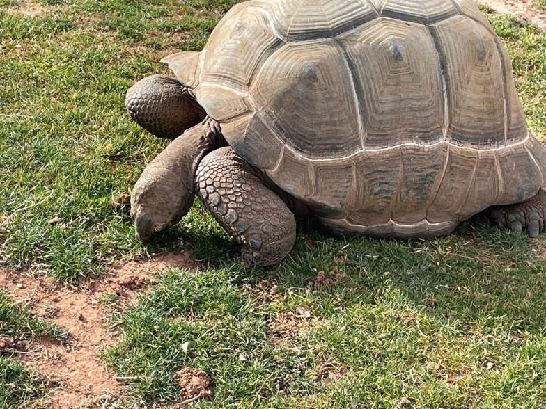 Reptile Gardens