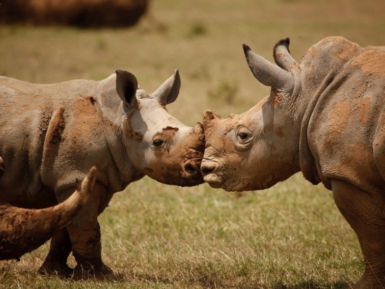 Solio Game Reserve