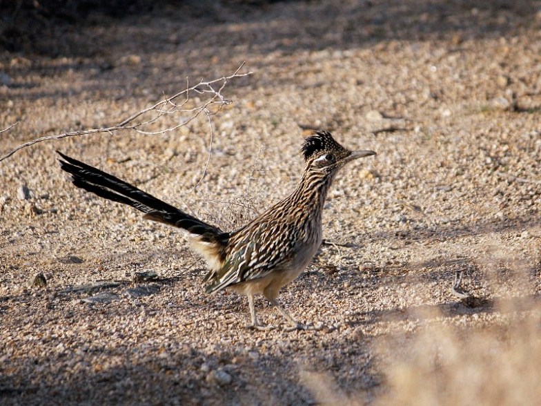 Roadrunner in Joshua Tree National Park