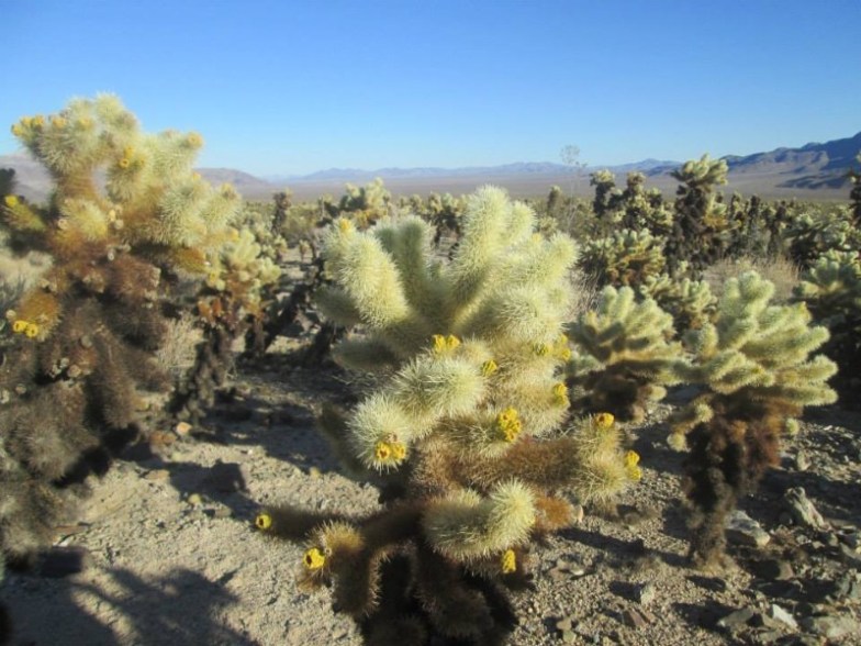 Teddy Bear Cactus Joshua Tree National Park, CA